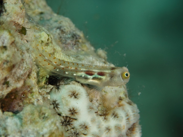 Alloblennius pictus